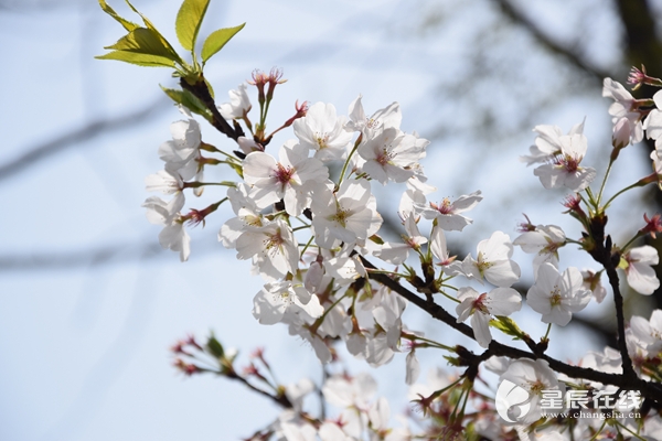 春光明媚 外出踏青赏花需防花粉过敏及动物抓