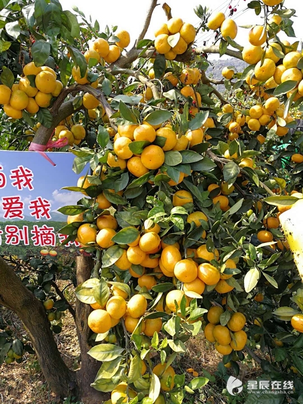 永州(回龙圩)首届柑橘文化旅游节暨柑橘产业高