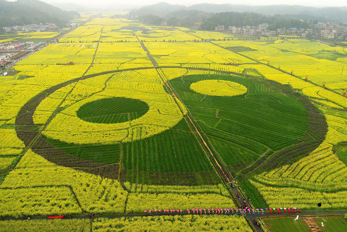 3月17日,衡阳县库宗桥镇华山村,油菜花地里的创意太极图案图片